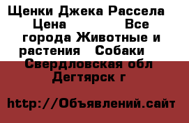 Щенки Джека Рассела › Цена ­ 10 000 - Все города Животные и растения » Собаки   . Свердловская обл.,Дегтярск г.